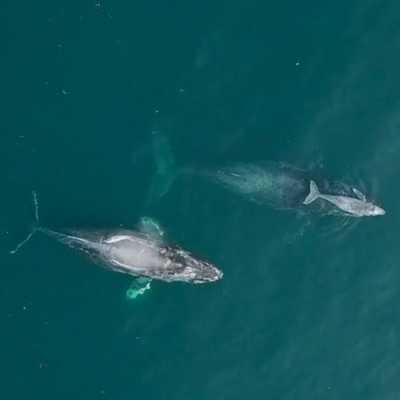 Mexiko: Whales of Guerrero Research Project
