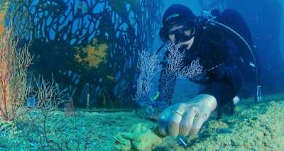 Diver