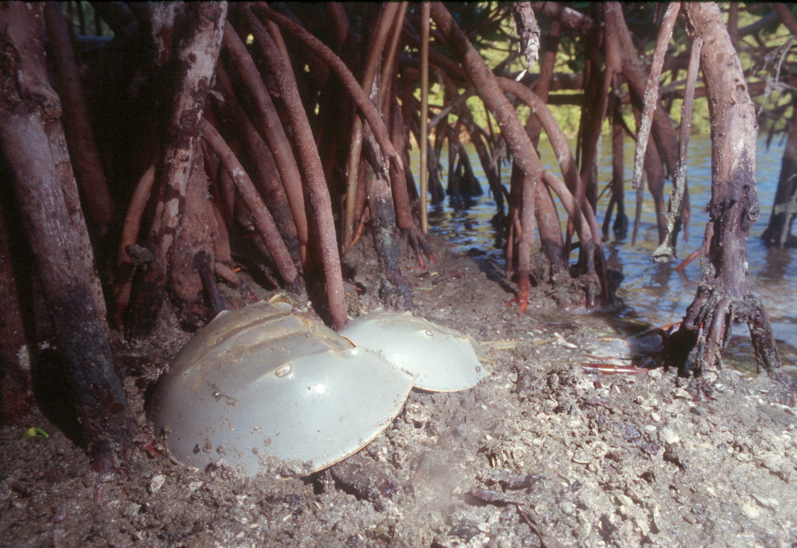 Atlantischen Schwertschwänze (Limulus polyphemus) 
