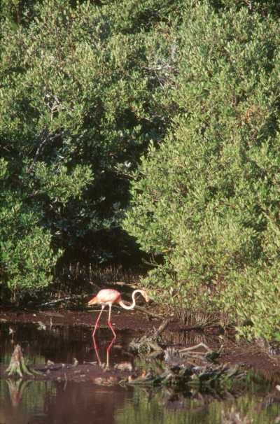 Flamingos (Phoenicopterus ruber ruber) 