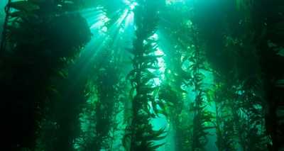 Kelp beds and sea grass meadows