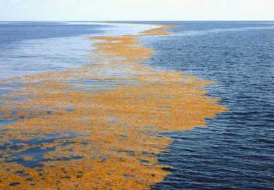 Photo: University of Southern Mississippi Gulf Coast Research Laboratory.