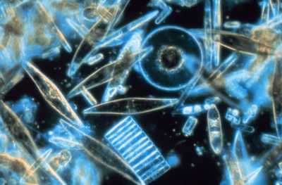 Diatomeas 
