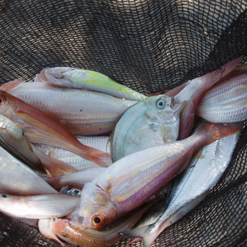 Fisch im Netzt Fisch im Netzt