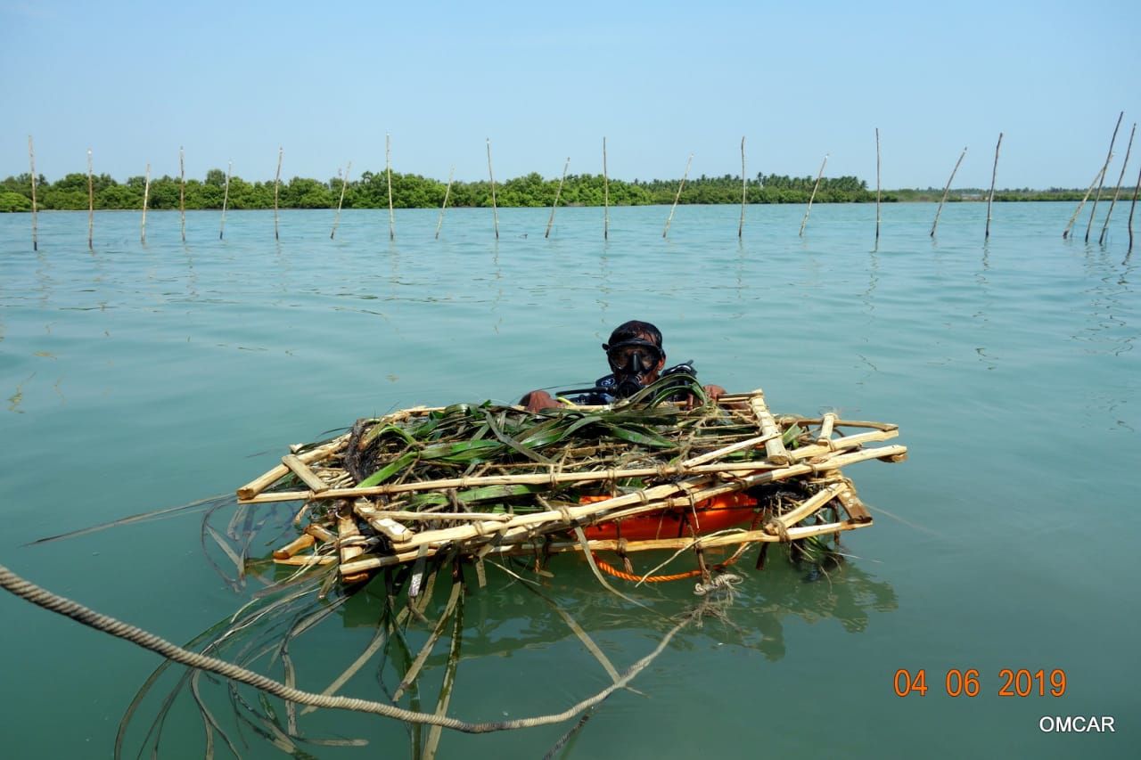 Die größte Seegras-Art der Palkbay wird 1,2 m groß Die größte Seegras-Art der Palkbay wird 1,2 m groß