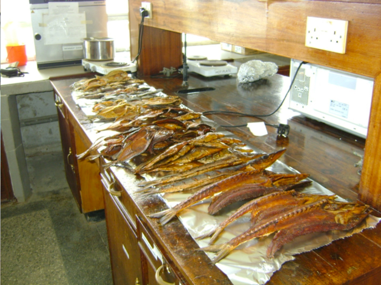 Smoked and solar dried fish products before being taken for the exhibition Smoked and solar dried fish products before being taken for the exhibition