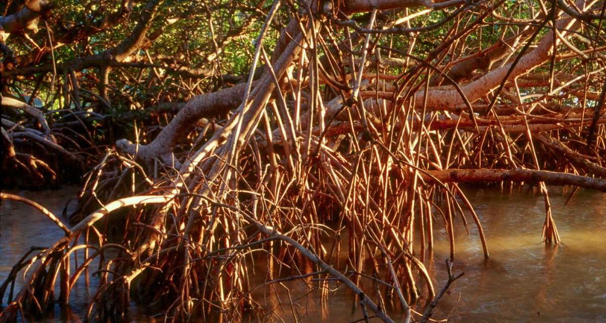 Mangroven Mangroven