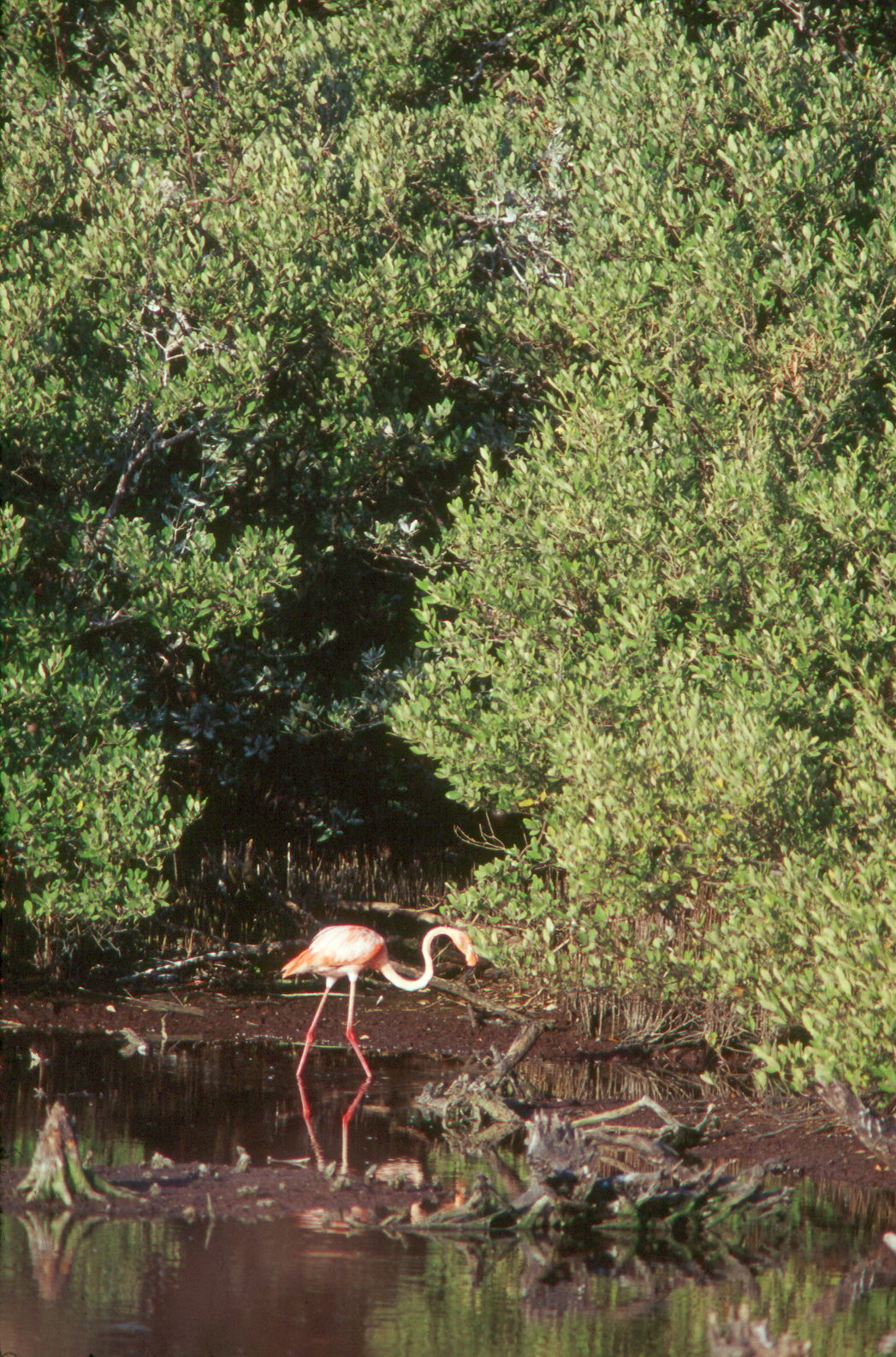 Flamencos rosas (Phoeni-copterus ruber ruber) Flamencos rosas (Phoeni-copterus ruber ruber)