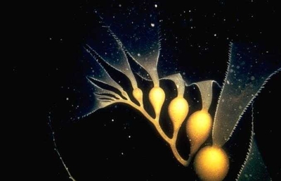 Talo de algas Talo de algas